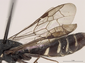 Sapygina_simillina_SAM-HYM-A004144_wings