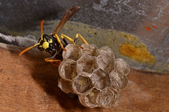 Polistes_dominula_foundress_Stellenbosch_Simon_van_Noort